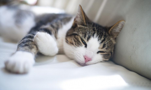 relaxing-brown-and-white-tabby