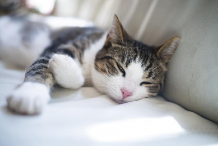 relaxing-brown-and-white-tabby