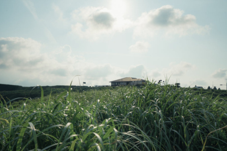 view-of-a-house-through-grass